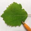 aspen leaf dms