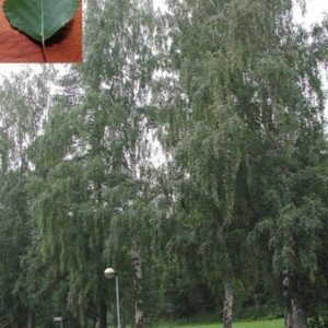Silver Birch Seed