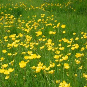 meadow buttercup dms