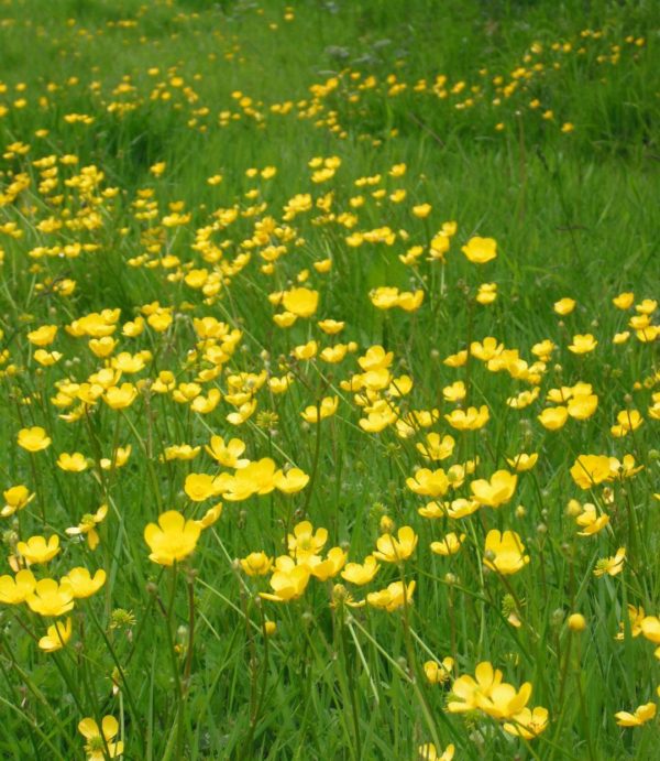 meadow buttercup