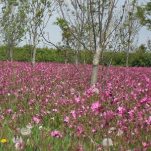 red campion dms