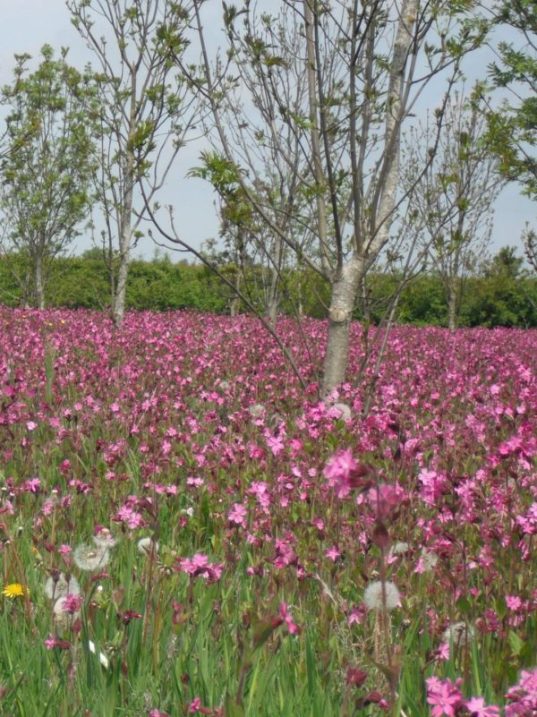 red campion dms