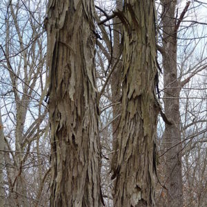 Shagbark Hickory