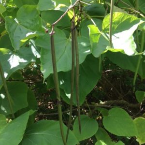 catalpa dms