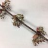 cercidophyllum fls