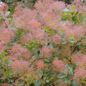 Smoke Bush
