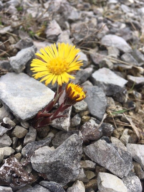 coltsfoot dms