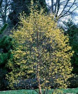 Cornus mas