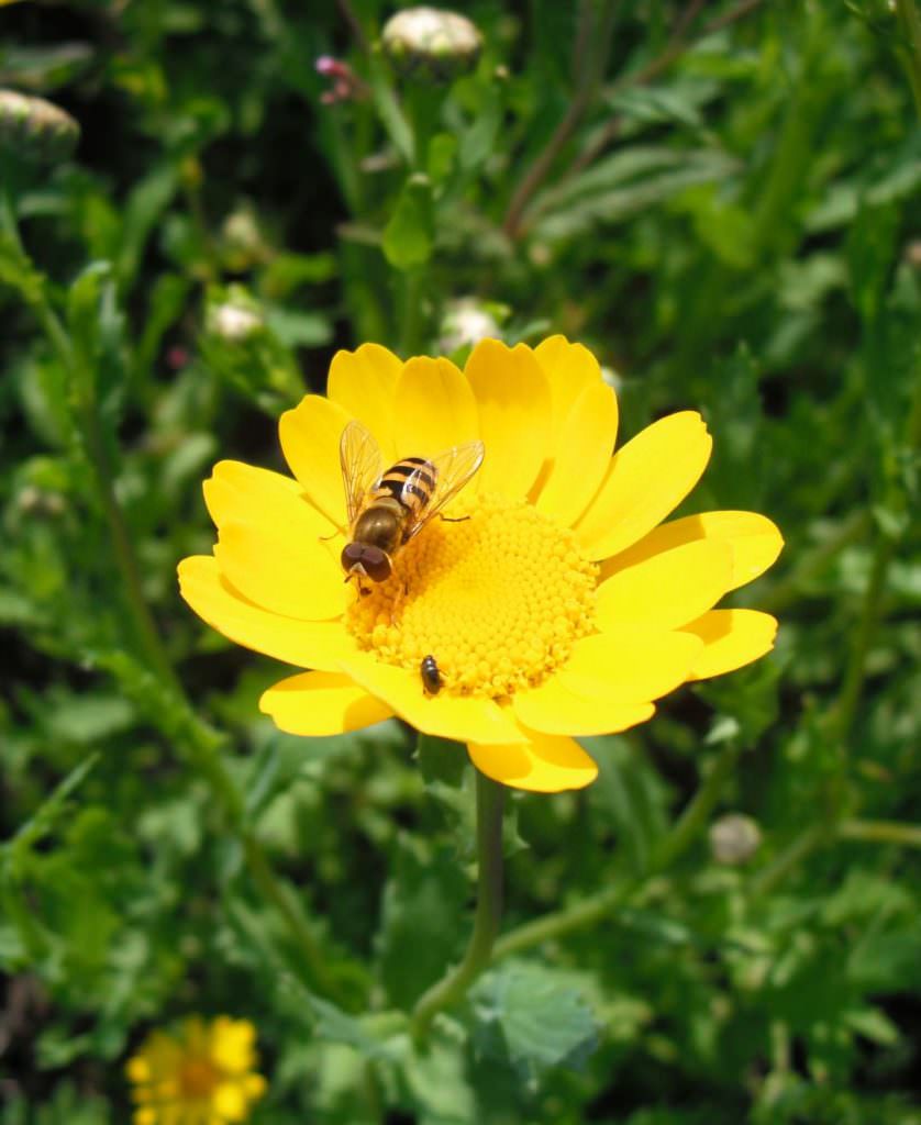 Corn Marigold Seed Forestart