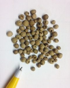 Wedding Cake Tree Seed
