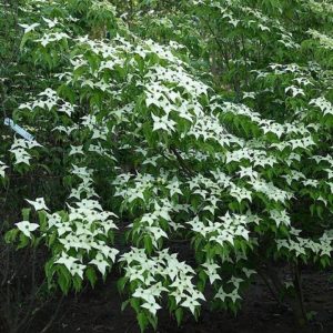 cornuskouchin dms