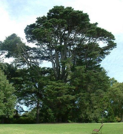 Monterey Cypressdms