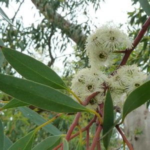 Tasmanian Snow Gum Seed