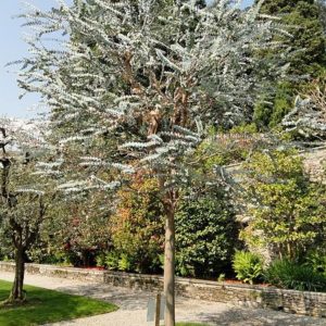 Silver Leafed Mountain Gum Seed