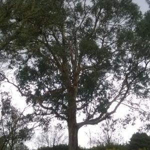 Eucalyptus urnigera dms