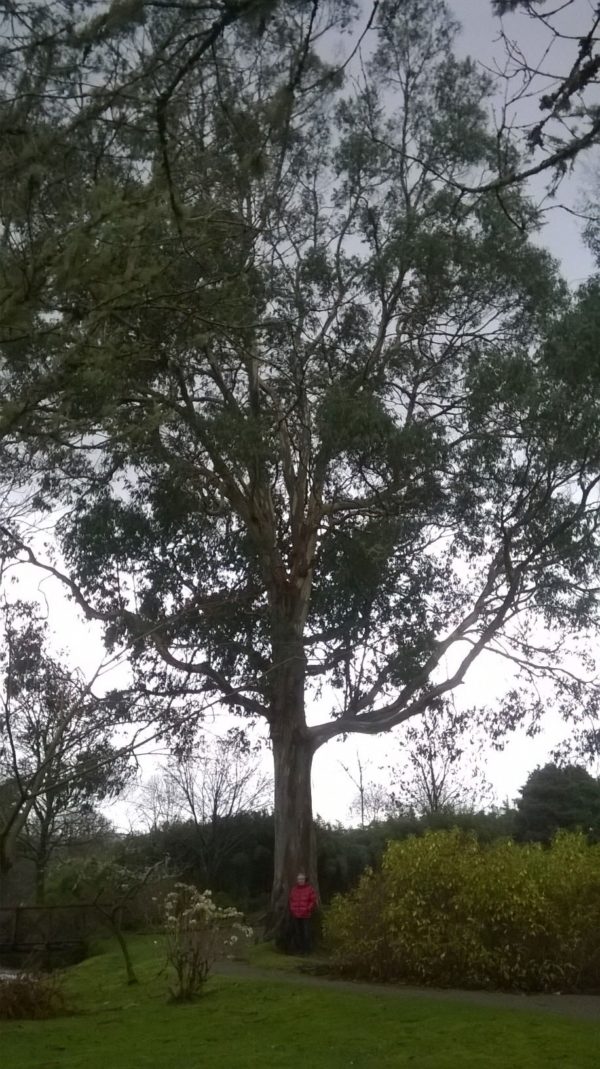Eucalyptus urnigera dms