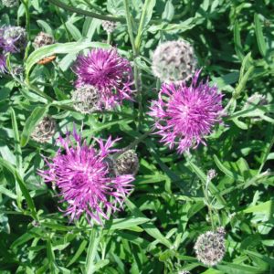 Greater Knapweed dms