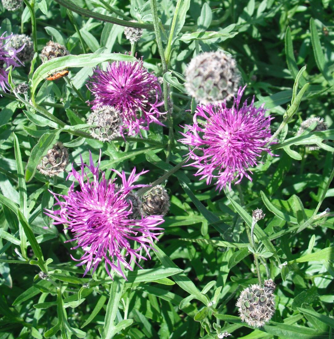 Greater Knapweed seed               75 cent shipping on entire order Centaurea Scabiosa