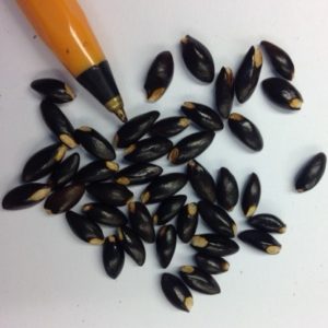 Virginian Witch Hazel Seed