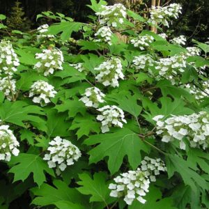 Oak Leaved Hydrangea
