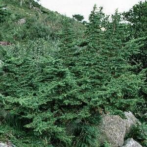 Juniper Seed