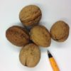walnut seed