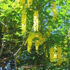 Scottish Laburnum Seed