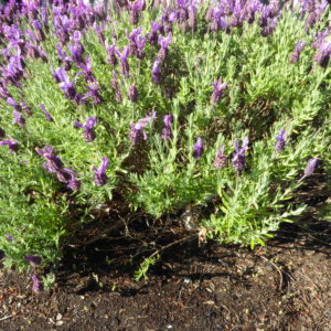 lavander stoechas hjr