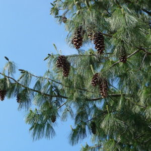 pinus peuce