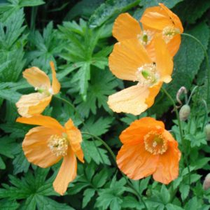 orange welsh poppy dms