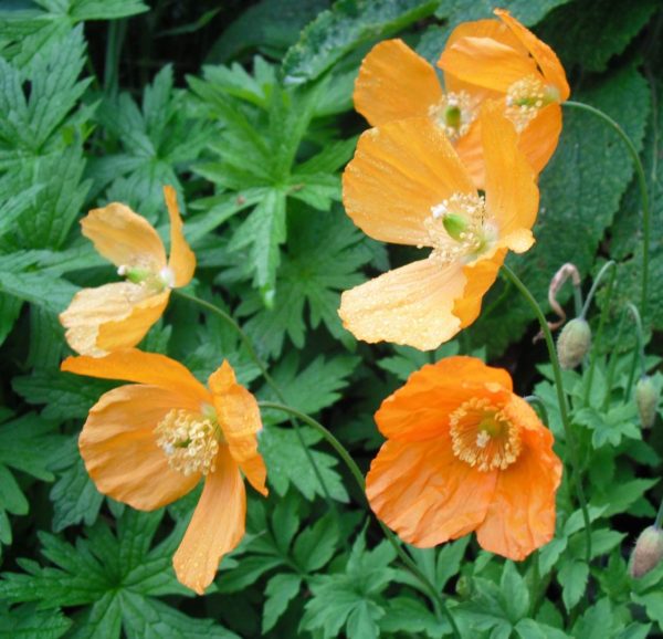 orange welsh poppy