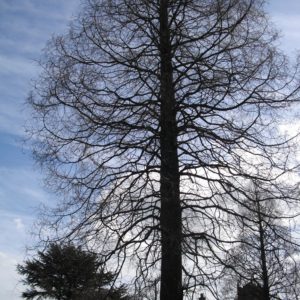 metasequoia,in winter dms
