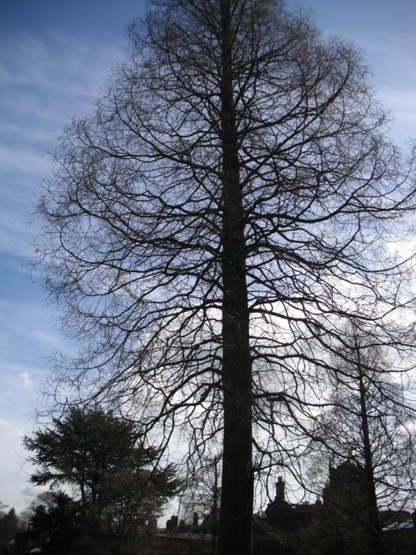 metasequoia,in winter dms