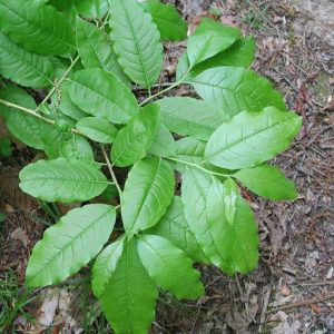Sourwood Seed