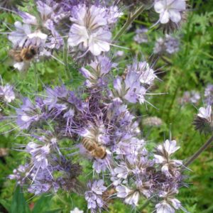 Phacelia dms