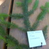 picea sitchensis branch hjr