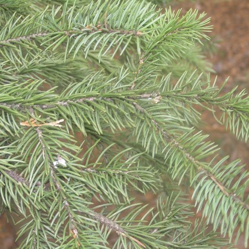 Christmas Tree Seed Archives Forestart