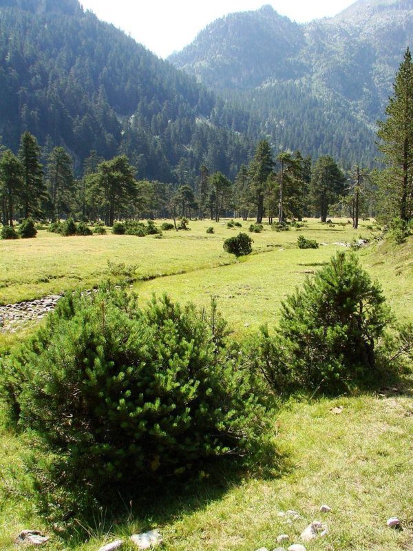 dwarf Mountain Pine