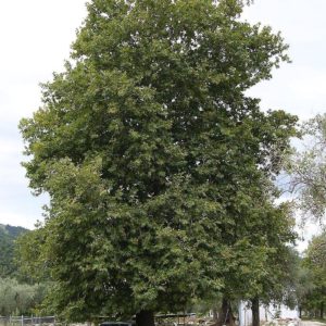 Oriental Plane