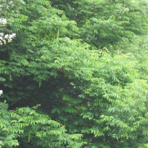 Caucasian Wingnut in early summer