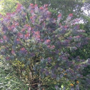 purple acacia logan botanics dms ics