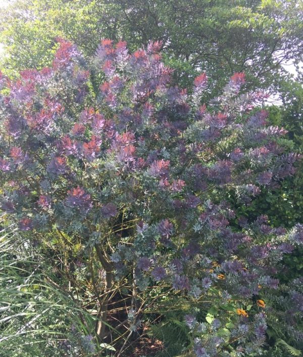 purple acacia logan botanics dms ics