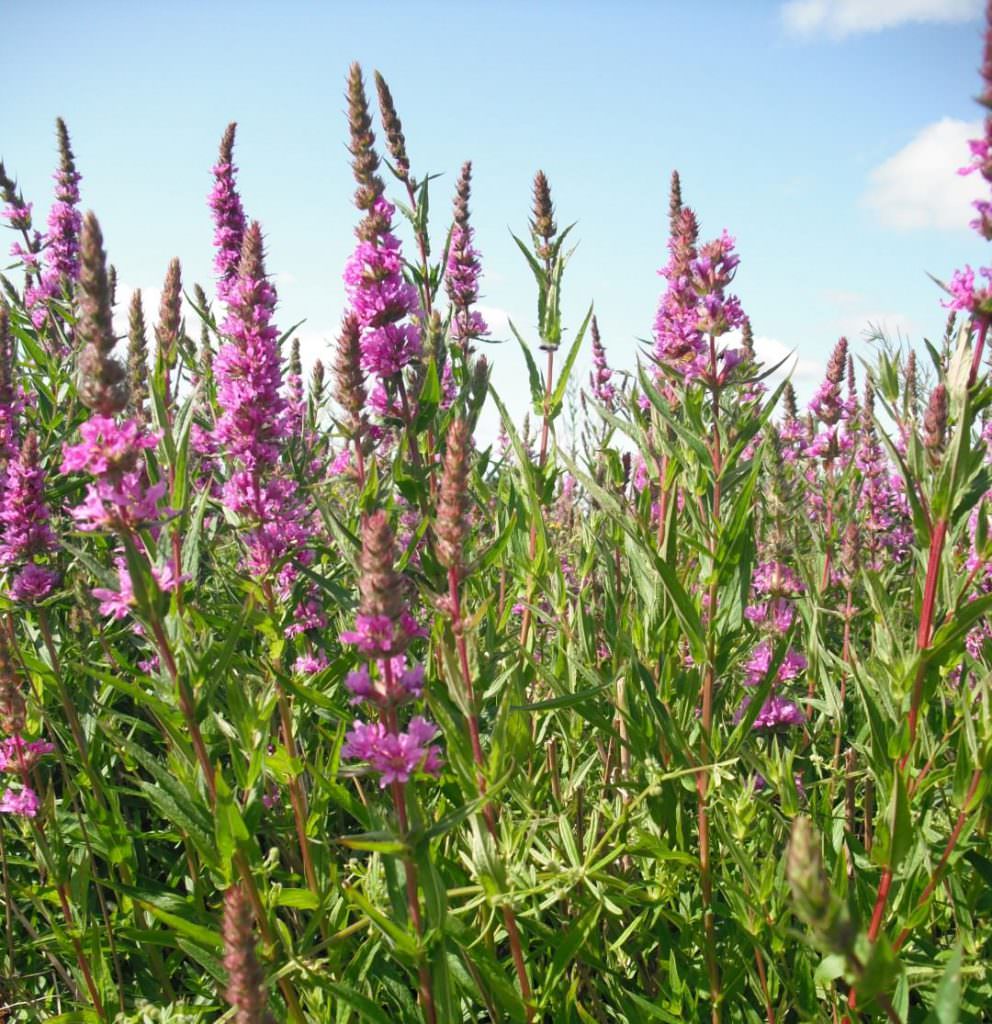 Purple Loosestrife Forestart