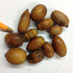 Sessile Oak Seed