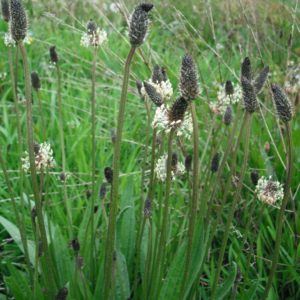 Ribwort plantain dms