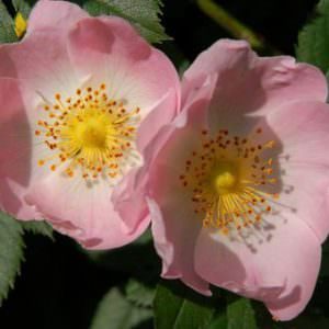 Thornless Rose Seed