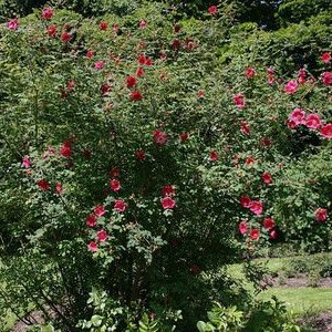 rosa moyesii wikimed