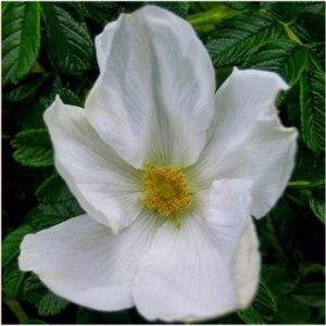 Rugosa rose(white) dms