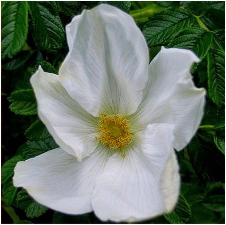 Rugosa rose(white) dms