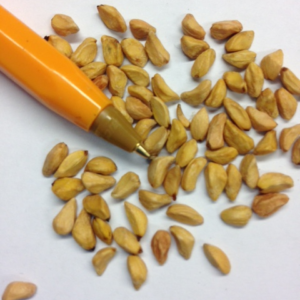 Rosa Laxa Seed